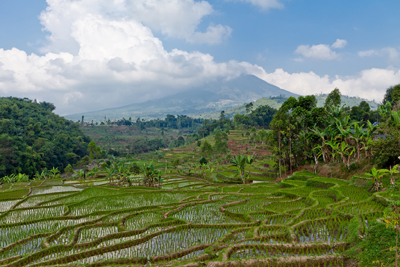 Bewässerte Kaffeeplantage in Vietnam