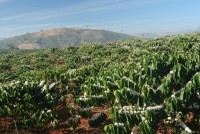 Blühende Kaffeeplantage in Äthiopien